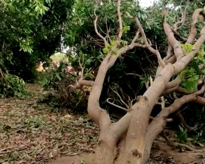 Cyclone Biparjoy: કચ્છમાં બિપરજોય વાવાઝોડાએ કેરી, દાડમ, ખારેકના પાકનો સોથ વાળી દીધો, ખેડૂતોને લાખોનું નુકસાન