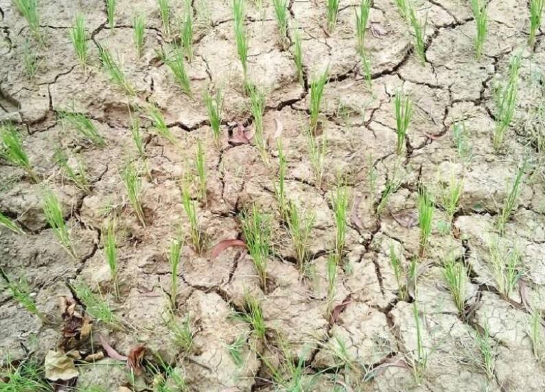 Monsoon : Monsoon Getting Delayed, Kharif Crops Sowing Affected Relief from Inflation Monsoon : ચોમાસુ બનશે માથાનો દુ:ખાવો? વાંકા વાળી દેશે મોંઘવારી!!!