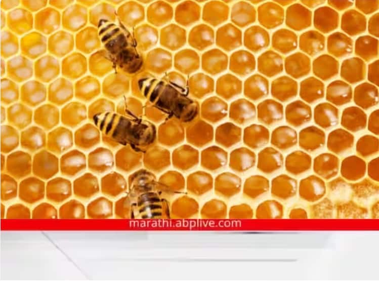 Multiple Honey Bee Bite Cases Reported At Sinhagad Fort Pune Precautions Advised Honey bee Attack :  पर्यटकांवर मधमाशांचा हल्ला; सिंहगड किल्ल्यावरील घटना; वनविभागाकडून खबरदारीचा सल्ला