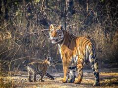 वर्चस्व की लड़ाई में गई बाघ किशन की जान, अब कौन होगा नौरादेही अभ्यारण का 'राजा'?