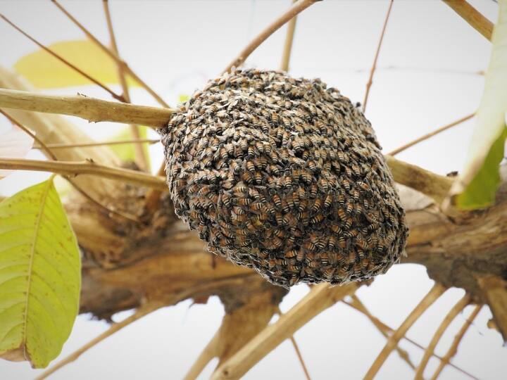 Honey bees rebuild the honeycomb when it is damaged or broken know what found in research कुशल कारीगर होती हैं मधुमक्खियां! छत्ता टूटने के बाद, बहुत कम समय में बना लेती हैं पहले जैसा