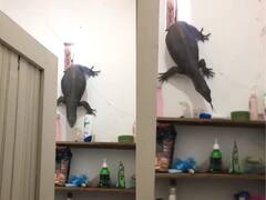 बाथरूम में नहा रही थी महिला, तभी खिड़की से घुस आया ये खतरनाक जानवर, निकल पड़ी चीख- Video