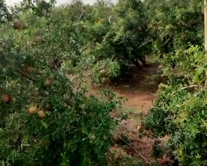 Cyclone Biparjoy: Cyclone Biparjoy in Kutch destroyed crops of mango, pomegranate, kharek, farmers lost millions Cyclone Biparjoy: કચ્છમાં બિપરજોય વાવાઝોડાએ કેરી, દાડમ, ખારેકના પાકનો સોથ વાળી દીધો, ખેડૂતોને લાખોનું નુકસાન