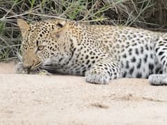 खतरे में पड़ी जान तो मासूम चिड़िया ने चली चाल, मरने की करी एक्टिंग, तेंदुआ भी देखकर रह गया दंग- Video