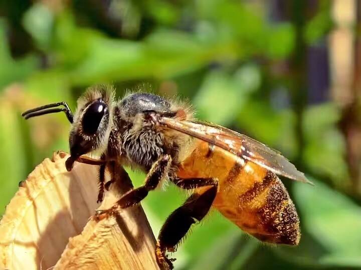 do-bees-die-after-stinging-know-here-what-is-truth know details marathi news Bees : डंख मारल्यानंतर मधमाश्या खरंच मरतात? जाणून घ्या यामागचं खरं कारण