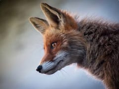 నక్క అత్యంత తెలివైనది, కానీ జిత్తులమారి అనడానికి ఈ అంశాలే కారణమా!