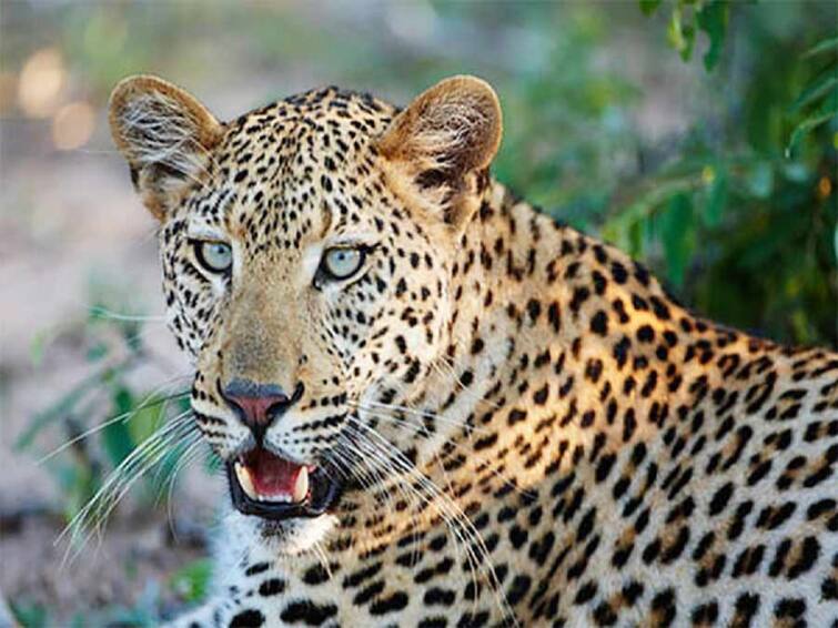 leopard attack on woman killed her near by her house at Nandurbar Maharashtra Nandurbar News:  नंदुरबारमध्ये पहाटे बिबट्याचा थरार! घरातून 50 मीटर दूर फरफटत नेले, महिलेचा दुर्दैवी मृत्यू