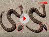 Viral Video: अपने कटे हुए सिर से सांप ने खुद को ही काट डाला... ये वीडियो वाकई डरावना है!