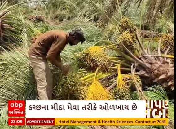 Kutch | ખારેકનું હબ મનાતા મુંદ્રામાં ખારેકના ઝાડ થયા જમીનદોસ્ત, ખેડૂતોને મોટો ફટકો
