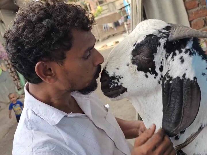 Unfortunate death of goat in Ambernath price of this goat was in crores detail marathi news अबब! अंबरनाथमध्ये तब्बल सव्वा कोटींचा बोकडाचा दुर्दैवी मृत्यू, विक्री करण्याआधीच बोकडाने सोडले प्राण
