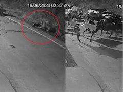 झुंड से दूर बैठी गाय पर बाघ ने किया हमला, दूसरी गायों ने ऐसे दिया मुंहतोड़ जवाब- Video Viral