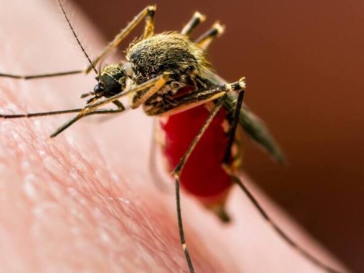 Delhi Malaria and dengue sting in June broken record of last 6 years  Delhi Dengue Malaria News: जून में मलेरिया और डेंगू का डंक, 6 साल का रिकॉर्ड टूटा, सामने आए इतने मामले 