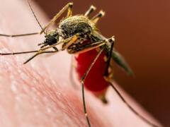 बारिश के चलते होने वाली बीमारियों से रहें सावधान, स्वास्थ्य विभाग ने जारी की एडवायजरी