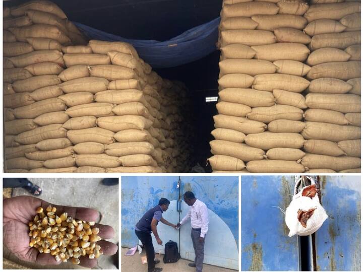 Thoothukudi news Seizure of 15 thousand tonnes of maize worth Rs 20 crore stored unsanitarily in Thoothukudi TNN தூத்துக்குடியில் சுகாதாரமற்ற முறையில் இருப்பு வைக்கப்பட்ட ரூ.20 கோடி மதிப்புள்ள 15 ஆயிரம் டன் மக்காச்சோளம் பறிமுதல்