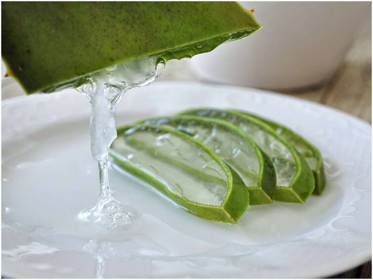 Aloe vera is not only beautiful but also can cause allergies Aloevera SideEffects: కలబందతో అందమే కాదు అలెర్జీలు కూడా వచ్చే అవకాశం