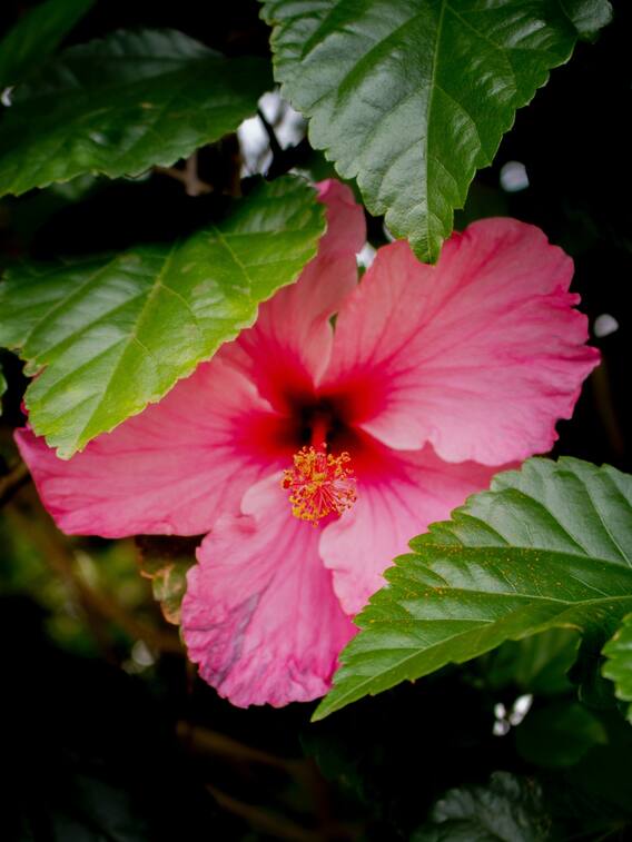 गुड़हल के फूल के इन फायदों से अबतक आप भी थे अनजान