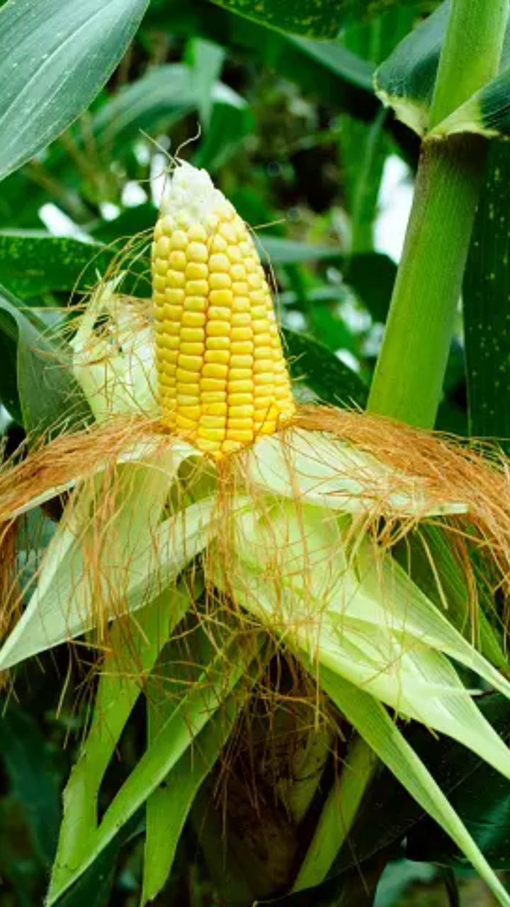 ஸ்வீட் கார்னில் உள்ள நன்மைகள் சில..