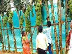 Mayiladuthurai: அமைச்சர் உதயநிதி சென்றபின் வாழைத்தார்களை போட்டி போட்டுக்கொண்டு பிடுங்கி சென்ற திமுகவினர்