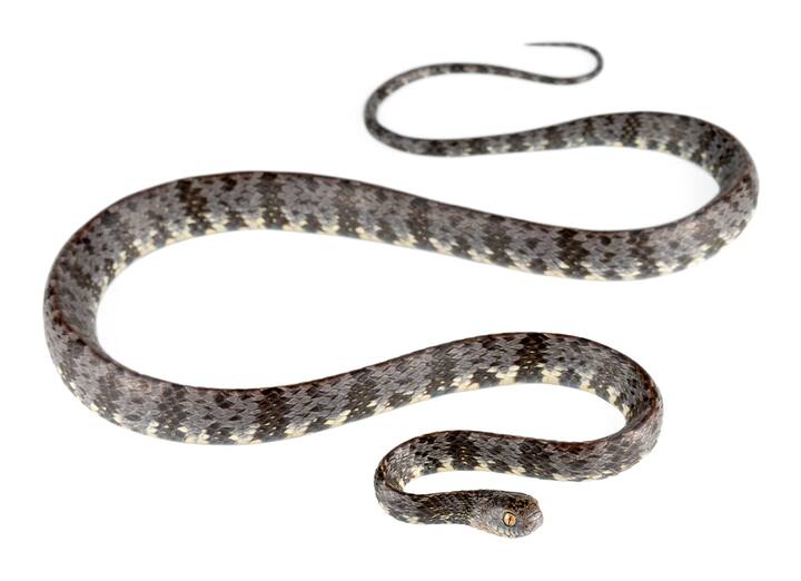 वैरिगेटेड स्नेल-ईटर एक छोटा सांप है जो मध्य और दक्षिण अमेरिका में पाया जाता है. यह अधिकतम 5 इंच की लंबा होता है. Variegated बिल में रहता है और घोंघे खाता है. यह अपने लंबे और पतले थूथन का इस्तेमाल घोंघे के गोले में छेद करने के लिए करता है.