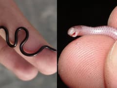 ये हैं दुनिया के 5 सबसे छोटे सांप, साइज इतना कि शर्ट की जेब में तो 10-15 फिट हो जाएं!