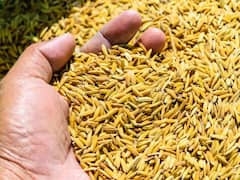 तोपर्यंत पेरणी करण्याची घाई करू नका; कोल्हापूरचे जिल्हाधिकारी राहुल रेखावार यांचे शेतकऱ्यांना आवाहन