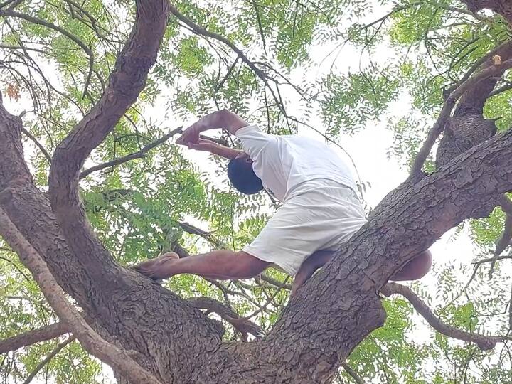 नवव्या आंतरराष्ट्रीय योग दिनाच्या निमित्ताने योग शिक्षक बाळू मोकळ यांनी झाडावर योगासने केली आहेत.