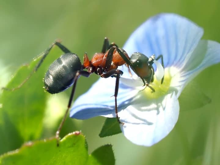 तीन गुना लंबा जीवन कर देता है ये पैरासाइट, चींटियों पर हुए शोध में सामने आई चौंकाने वाली बातें!