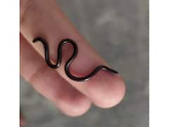 ये हैं दुनिया के 5 सबसे छोटे सांप, साइज इतना कि शर्ट की जेब में तो 10-15 फिट हो जाएं!