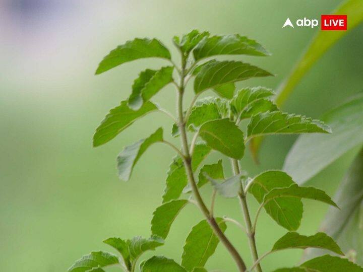 तुलसी के पौधे को बहुत पवित्र माना जाता है. इसके आसपास जूते-चप्पल न रखें. इससे मां लक्ष्मी नाराज हो जाती हैं. तुलसी के पौधे को कभी भी जूठे या गंदे हाथों से स्पर्श नहीं करना चाहिए.