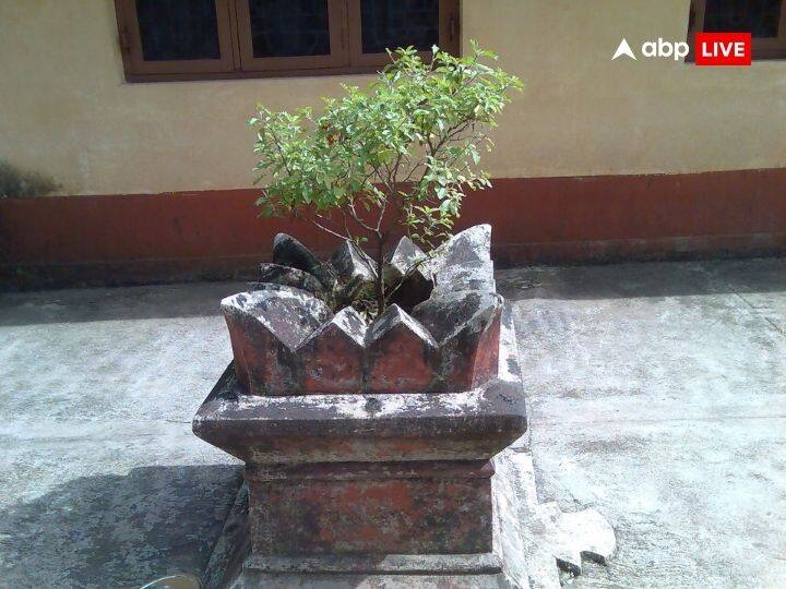 देवशयनी एकादशी के दिन काले रंग के कपड़े पहन कर तुलसी मां की पूजा नहीं करनी चाहिए. इसे अशुभ माना जाता है. इससे घर में नकारात्मकता आती है.