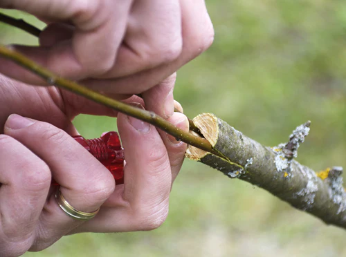 Grafting Method : एका रोपात घ्या तीन प्रकारच्या भाज्या, काय आहे ग्राफ्टिंग? कोणकोणत्या प्रकारे ग्राफ्टिंग करता येते?