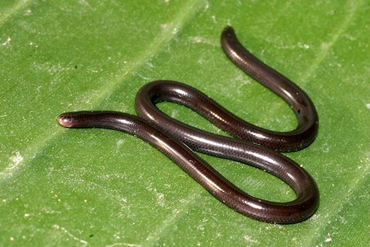 थ्रेड स्नेक यूरोप और एशिया में पाया जाने वाला एक छोटा सांप है. यह अधिकतम 4 इंच की लंबा होता है. थ्रेड स्नेक एक बिल में रहने वाला सांप है और यह अक्सर पत्ती के कूड़े में पाया जाता है.  यह चींटियों और दीमकों को खाता है.