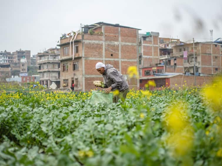 Retail Inflation For Farm, Rural Workers Dips In May: Labour Ministry Retail Inflation For Farm, Rural Workers Dips In May: Labour Ministry
