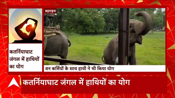 International Yoga Day 2023: बहराइच से सामने आई योग की अद्भुत तस्वीर, यहां हाथियों ने भी योग किया