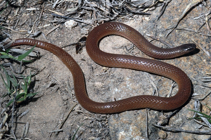 Smallest Snakes In The World Including Barbados Thread Snake Variegated ...