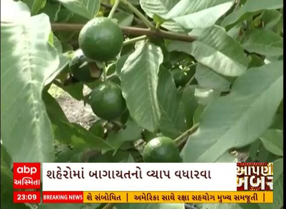 Gujarat| બાયાગતનો વ્યાપ વધારવા માટે રાજ્ય સરકારે શું કર્યો નવો પ્રયાસ?, જુઓ આ વીડિયો