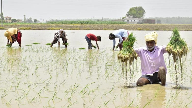 last phase of paddy sowing has started in Punjab Paddy sowing : ਝੋਨਾ ਲਗਾਉਣ ਲਈ 9 ਜਿਲ੍ਹੇ ਹੋ ਜਾਣ ਤਿਆਰ, ਆਖਰੀ ਪੜਾਅ ਸ਼਼ੁਰੂ, ਬਿਜਲੀ ਸਪਲਾਈ ਦੀ ਵੱਧ ਸਕਦੀ ਸਿਰਦਰਦ