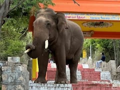 Marudamalai Temple: மருதமலை, அனுவாவி கோயில்களுக்கு பக்தர்கள் செல்ல நிபந்தனை விதிப்பு - காரணம் என்ன..?