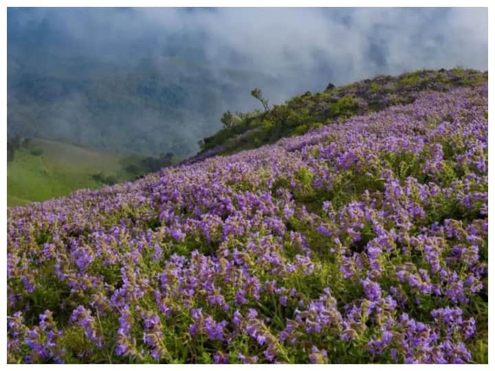 know about the beauty and benefits of neelakurinji and why it blooms in every 12 years सिर्फ भारत में उगता है ये खास फूल, एक बार मुरझाया तो 12 साल बाद ही खिलता है, सेहत के लिए भी फायदेमंद