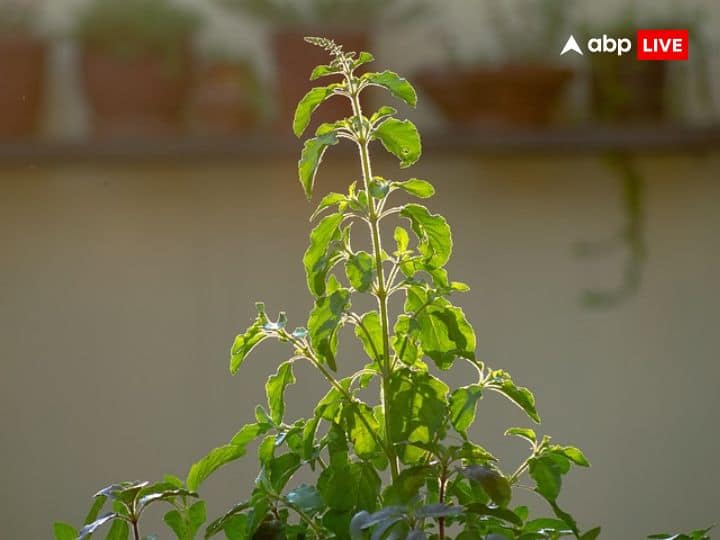 भगवान विष्णु के योग निद्रा में जाने से चार महीने के लिए मांगलिक कार्यों पर रोक लग जाती है. देवशयनी एकादशी के दिन तुलसी से जुड़ी कुछ बातों का ध्यान रखना जरूरी है. वरना आप किसी बड़ी मुसीबत में फंस सकते हैं.