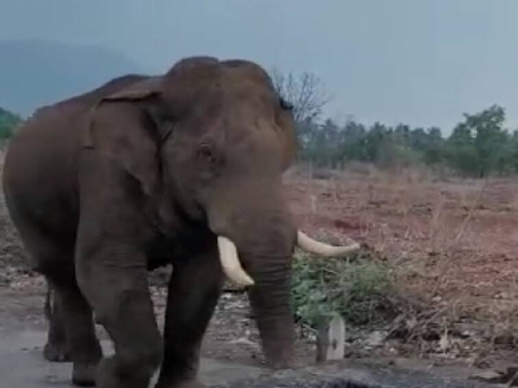 The forest department has taken action to treat the injured Bahubali wild elephant near Coimbatore Bahubali Elephant : கோவை அருகே காயமடைந்த ’பாகுபலி’ காட்டு யானை ; சிகிச்சையளிக்க வனத்துறையினர் நடவடிக்கை