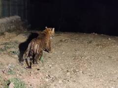 बाघ और खतरे के बीच अब सियासत की एंट्री, वनमंत्री पर कांग्रेस ने बोला हमला, स्कूलों का बदला समय 