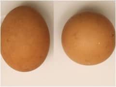 Eggs: వంద కోట్ల గుడ్లలో ఒక గుడ్డు మాత్రమే ఇలా ఉంటుంది, దీని ధర తెలిస్తే ఆశ్చర్యపోతారు