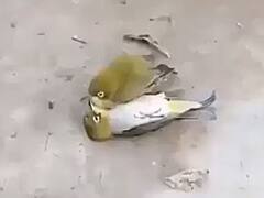 Emotional Video: ਸਾਥੀ ਦੀ ਮੌਤ ਤੋਂ ਬਾਅਦ ਵੀ ਪੰਛੀ ਨੇ ਨਹੀਂ ਛੱਡਿਆ ਸਾਥ, ਲਾਸ਼ ਕੋਲ ਬੈਠਾ ਦੇਖਿਆ ਗਿਆ! ਇਹ ਸੀਨ ਤੁਹਾਨੂੰ ਭਾਵੁਕ ਕਰ ਦੇਵੇਗਾ