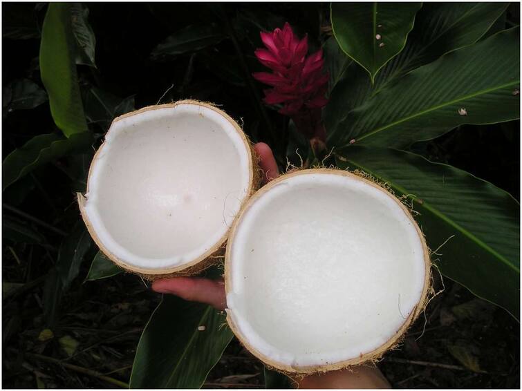 Eating coconut malai improves memory, just eat it once a week Coconut Malai: కొబ్బరి మీగడ తింటే జ్ఞాపకశక్తి పెరుగుతుంది, వారానికోసారి తినండి చాలు