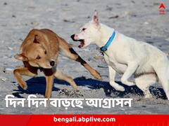 আচমকাই আঁচড়, কামড়, পথকুকুররা এখন বেশিই আগ্রাসী,  নেপথ্যে জলবায়ু পরিবর্তন, দাবি গবেষকদের