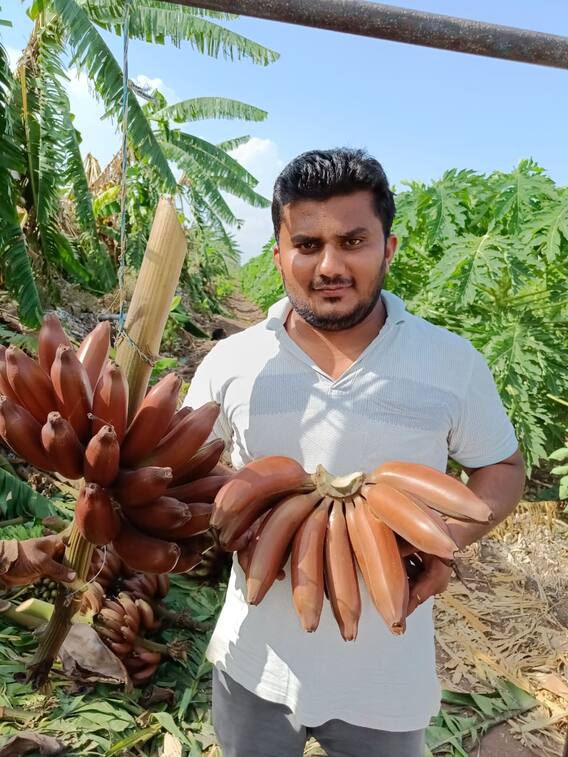 Success Story : युवा शेतकऱ्याचा यशस्वी प्रयोग, चार एकर 'लाल केळी'तून 35 लाखांचं उत्पन्न