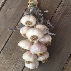 Garlic: ਗਰਮੀਆਂ 'ਚ ਲਸਣ ਖਾਣ ਦੇ ਫਾਇਦੇ ਤੇ ਨੁਕਸਾਨ