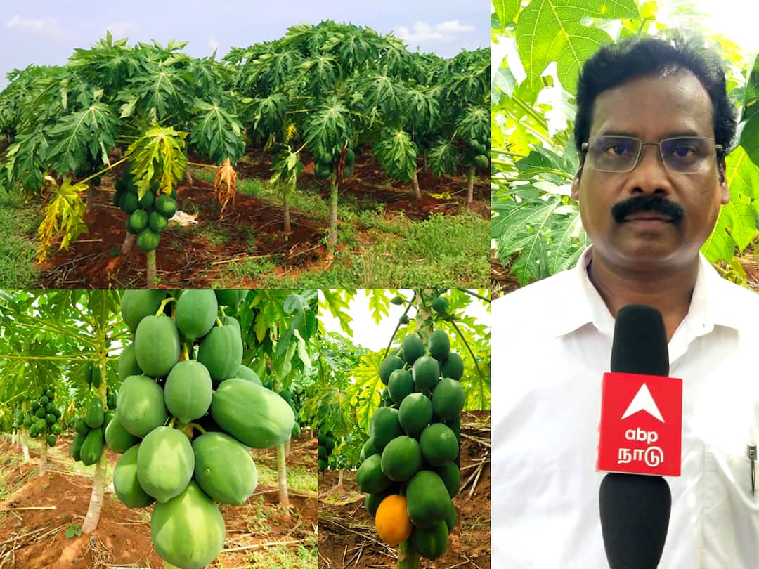 Horticulture sector leading to profit in papaya cultivation in Villupuram district TNN Villupuram: புதிய முயற்சியில் தோட்டக்கலைத் துறை; பப்பாளி சாகுபடியில் அதிக லாபம் ஈட்டலாம் - எப்படி தெரியுமா ?