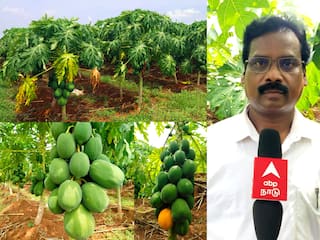 Villupuram: புதிய முயற்சியில் தோட்டக்கலைத் துறை;  பப்பாளி சாகுபடியில் அதிக லாபம் ஈட்டலாம் - எப்படி தெரியுமா ?